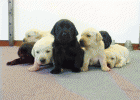 Se venden cachorros de labrador con pedigree. - mejor precio | unprecio.es