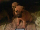 Ultimos cachorros pitbull!!economicosss - mejor precio | unprecio.es