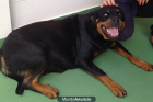VENDO CAHORROS DE ROTTWEILER - mejor precio | unprecio.es