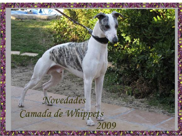 whippet cachorros