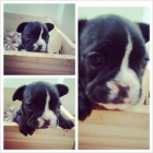 Bulldog Francés Hembra y Macho - mejor precio | unprecio.es