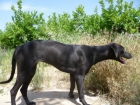 Adopción para DARK . Hembra adulta, 18kg, 50cm altura, muy buena. MURCIA - mejor precio | unprecio.es