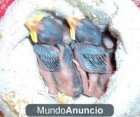 Adopto cria o crias de gorrion por pequeñas que sean - mejor precio | unprecio.es