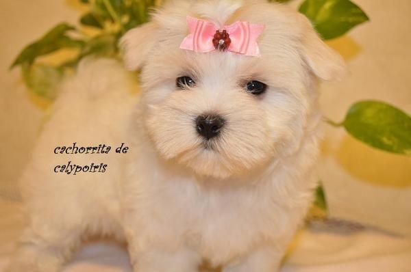 bichon maltes hembras y machos toys y miniaturas cara de muñecos