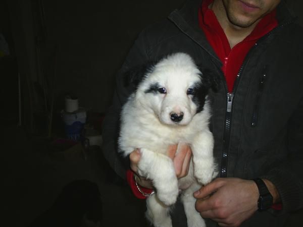 Cachorrita Border Collie