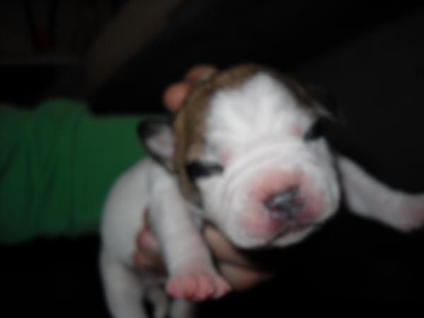 cachorrita de pitbull