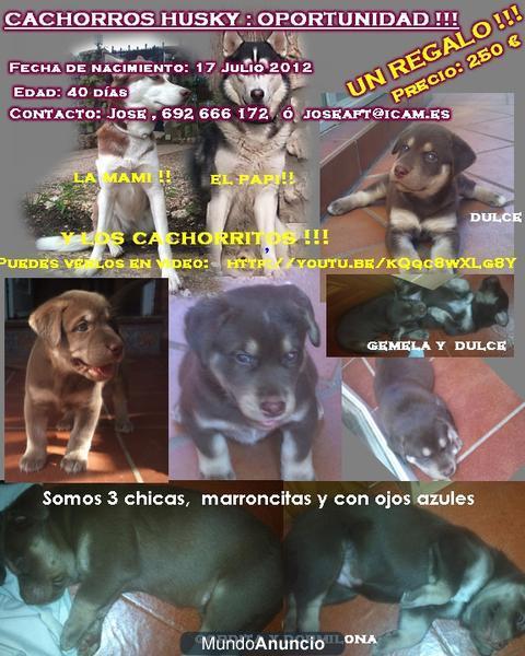 Cachorritos HUSKY, OPORTUNIDAD , UN REGALO