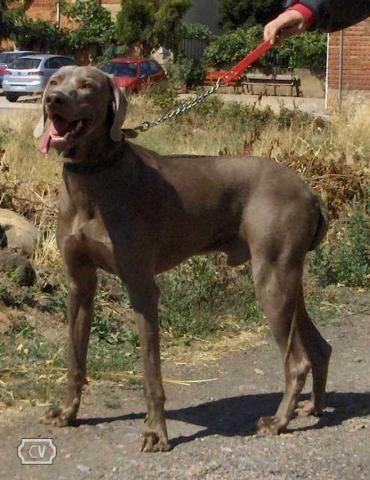 CACHORROS DE BRACO DE WEIMAR