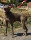 CACHORROS DE BRACO DE WEIMAR - mejor precio | unprecio.es