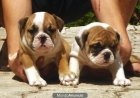 CACHORROS DE BULLDOG INGLES 850 - mejor precio | unprecio.es