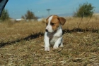 cachorros de Jack russell terrier de pata muy corta - mejor precio | unprecio.es