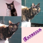 ESTRELLA. La gatita aventurera sigue esperando una adopción. - mejor precio | unprecio.es