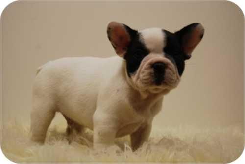 Excelentes Cachorritos de BULLDOG FRANCES en MADRID ** 500 EUROS **