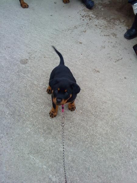 minicampeona de rottweiler