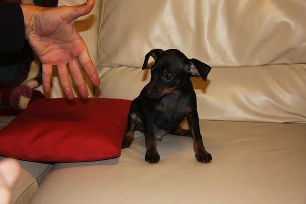 Pinscher miniatura