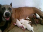 VENDO CACHORROS DE AMERICAN STANFORD - mejor precio | unprecio.es