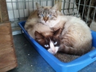 Gatas jóvenes de APADAT en adopción - mejor precio | unprecio.es