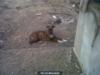 Regalo perrita Fiel y cariñosa - mejor precio | unprecio.es