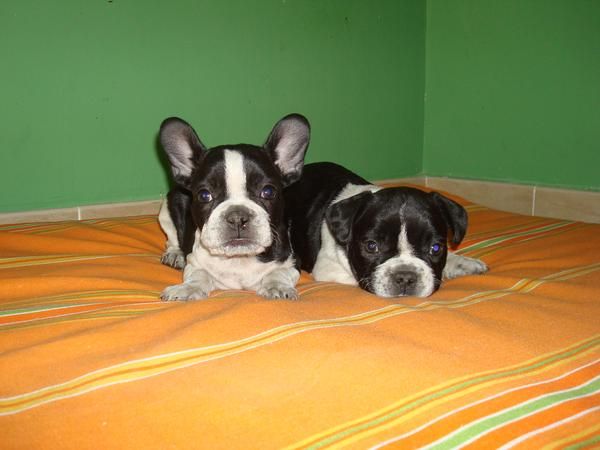 ¡tu bull dog frances aquí!