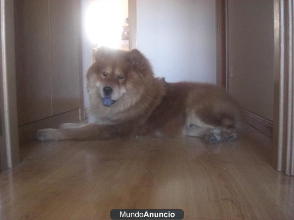 BUSCO CHOW CHOW