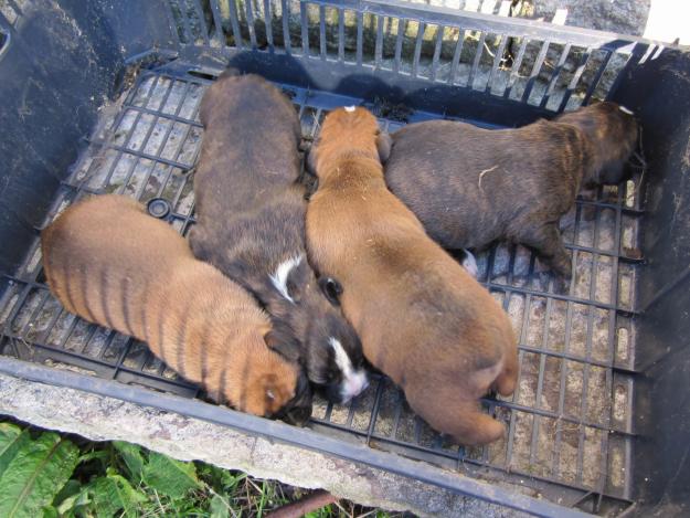 cachorros boxer