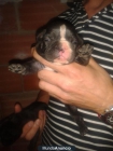 cachorros bulldog frances - mejor precio | unprecio.es