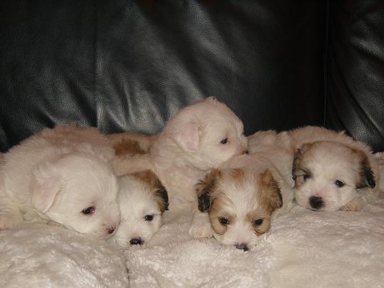 Cachorros coton de tulear
