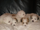 Cachorros coton de tulear - mejor precio | unprecio.es