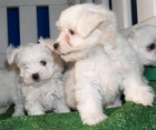 Cachorros de Bichon Maltes Pura Raza y economicos - mejor precio | unprecio.es