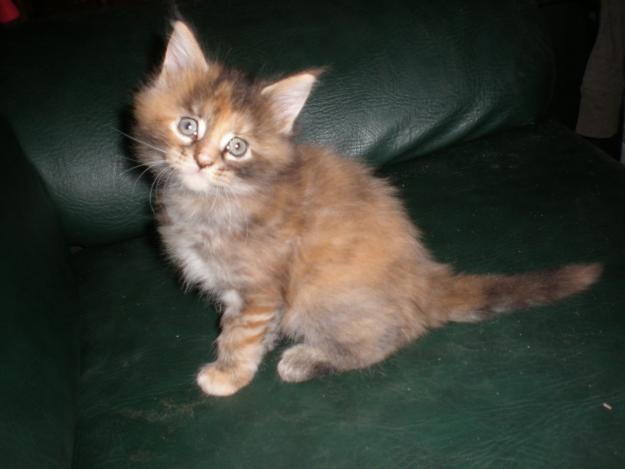 Gata maine coon