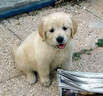 hermosos cachorros golden retriever