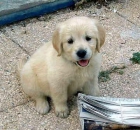 hermosos cachorros golden retriever - mejor precio | unprecio.es