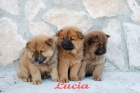 Increibles Chow-Chow,muy buen precio - mejor precio | unprecio.es