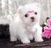 REGALO MALTESE PEDIGREE MACHO Y HEMBRA