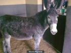 VENDO BURROS - mejor precio | unprecio.es