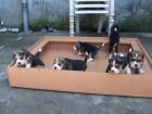 Cachorros de beagle - mejor precio | unprecio.es