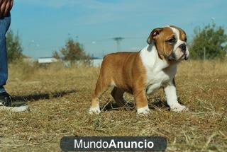 Camada de Bulldog Ingles fotos reales