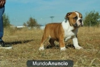 Camada de Bulldog Ingles fotos reales - mejor precio | unprecio.es