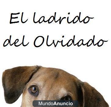 ANIMALES EN ADOPCIÓN! TODA ESPAÑA