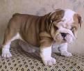 cachorro de bulldog ingles a buen precio