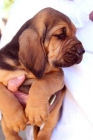Cachorros Bloodhound Chie de Saint Humert - mejor precio | unprecio.es