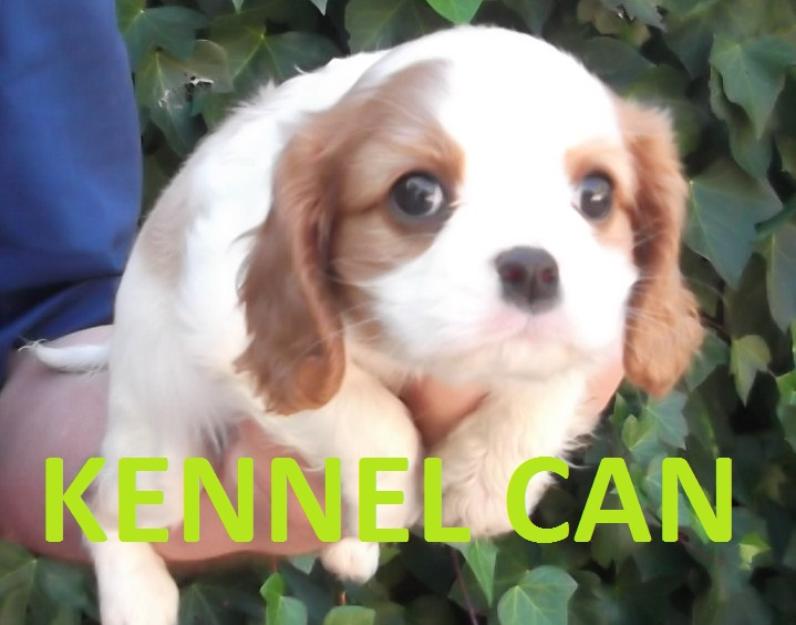cachorros de cavalier king charles kennel can