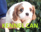 cachorros de cavalier king charles kennel can - mejor precio | unprecio.es