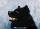 eurasier Cachorros - mejor precio | unprecio.es