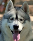 Perros Huskies, Siberian Husky - mejor precio | unprecio.es