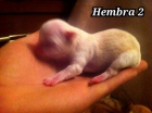 Venta de chihuahuas - mejor precio | unprecio.es