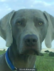 weimaraner se ofrece para monta - mejor precio | unprecio.es