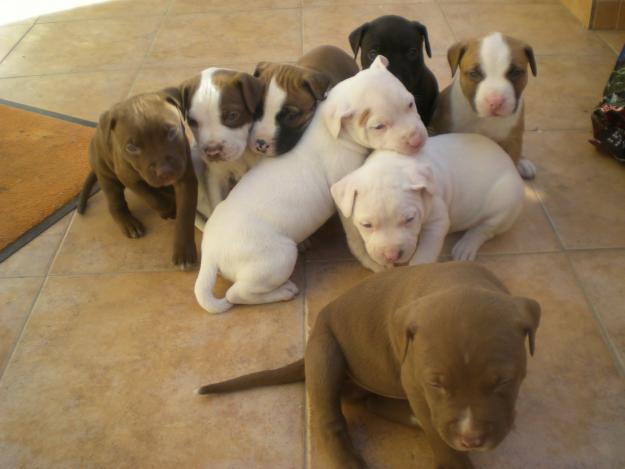 Vendo últimos cachorros American Pitbull Terrier