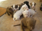 Vendo últimos cachorros American Pitbull Terrier - mejor precio | unprecio.es