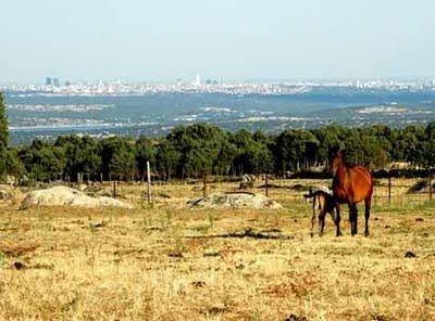 Caballos y yeguas Hoyo de Manzanares P.R.E.